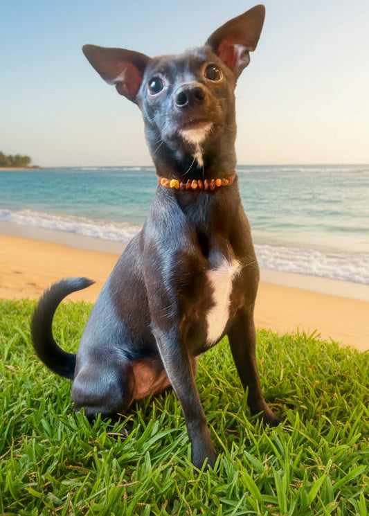 Halsband für Hunde und Katzen