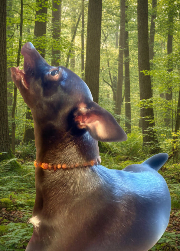 Halsband für Hunde und Katzen