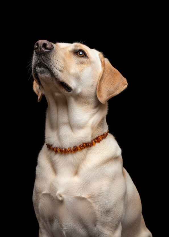 Halsband für Hunde und Katzen